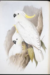Cacatúa crestada (Cacatua Galerita)