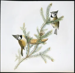 Herrerillo capuchino (Parus Cristatus)