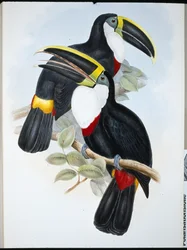 Tucán culminado (Ramphastos Culminatus)