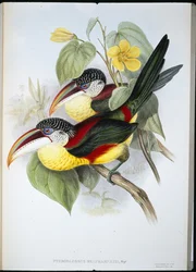 Aracari de cresta rizada (Pteroglossus Beauharnaisi)