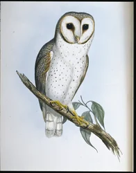 Búho Delicado (Strix Delicatulis)