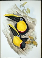 Tucán dudoso (Ramphastos Ambiguus)