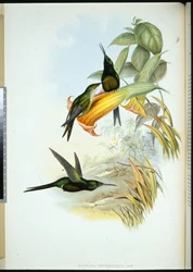 Colibrí emperatriz (Eugenia Imperatrix)