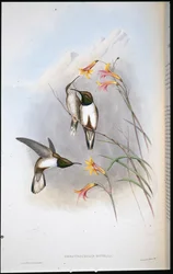 Colibrí estrella de colina de Estella (Oreotrochilus Estella)