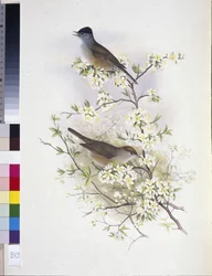 Curruca capirotada (Sylvia atricapilla)
