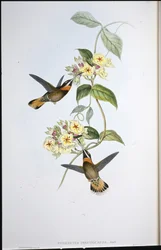 Colibrí de Garganta Barbada de Cola Cervina (Threnetes Cervinicauda)