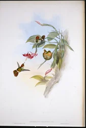 Coqueta frillada