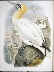 Alcatraz (Sula Bassana)