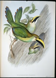 Tucán de pico acanalado verde dorado (Aulacoramphus Prasinus)