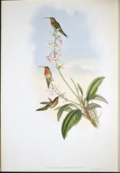 Ermitaño de cola verde (Phaethornis Viridicaudata)