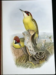 Pito Real (Gecinus Viridis)