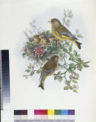 Verderón (Ligurinus chloris)