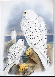 Halcón de Groenlandia (Falco Candicans)