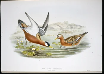 Falaropo picofino (Phalaropus Fulicarius)