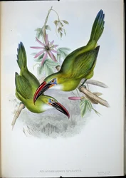 Tucán de pico acanalado
