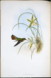 Ermitaño Peludo (Glaucis Hirsutus)