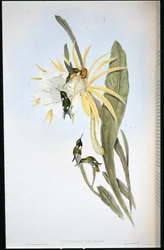 Estrella de madera de Heliodore