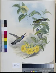 Colibríes (Delattria Clemenciae) (litografía coloreada a mano)