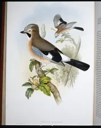 Arrendajo (Garrulus Glandarius) (litografía coloreada a mano)