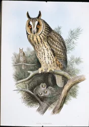 Búho de orejas largas (Otus Vulgaris)
