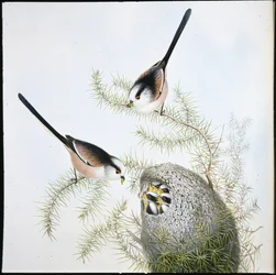 Mito de cola larga (Mecistura caudata)