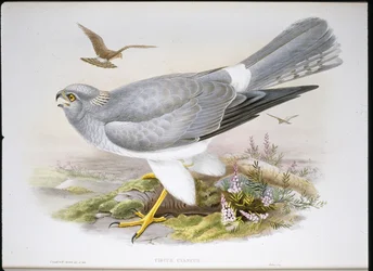 Aguilucho Lagunero (Circus Aeruginosus)