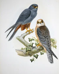 Alcotán de Patas Naranjas (Erythropus Vespertinus)