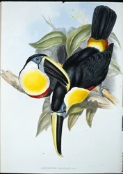 Tucán osculante (Ramphastos Osculans)