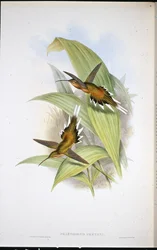 Ermitaño de Pretre (Phaethornis Pretrei)