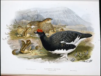 Perdiz nival (plumaje de verano) (Lagopus Mutus)