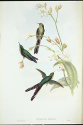Colibrí cometa de cola púrpura (Sparganura glyceria)