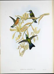 Colibrí de Garganta Púrpura (Oreopyra Calolaema)