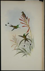 Colibrí de cola de raqueta (Discura Longicauda)