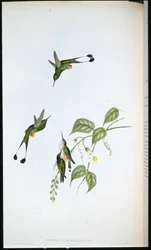 Colibrí de cola de raqueta con botas rojas (Spathura Rufocaligata)