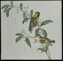 Pardalote de garganta roja (Pardalotus rubricatus)