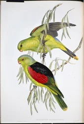 Lori de alas rojas (Aprosmictus Erythropterus)