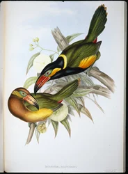 Tucán de Reinwardt (Selenidera Reinwardti)