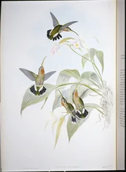 Ermitaño de Rucker (Glaucis ruckeri)