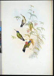 Portador de llamas rufo (selasphorus rufus)