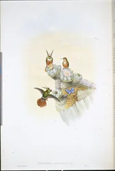 Colibrí Coqueta de Salvin (Lophornis Adorabilis)