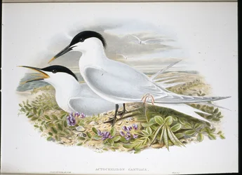 Charrán Común (Actochel Cantiaca)