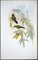 Colibrí de Schreiber (Ionolaima Schreibersi)