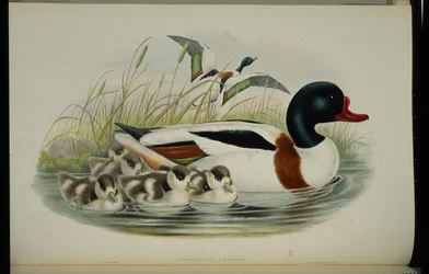 Tarro blanco (Tadorna Vulpanser)