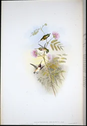 Colibrí estrella de cola corta (Calothorax Micrurus)