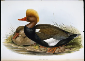 Pato cuchara