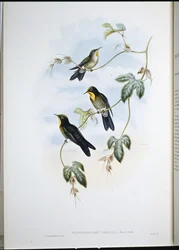 Picoespina de Simón (Ramphamicron Dorsale) (litografía coloreada a mano)