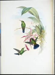 Eritronota de Sofía (Erythronota Sophiae)