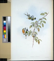 Cola brillante (tryphaena dupontii)