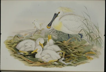 Espátula (Platalea Leucorodia)
