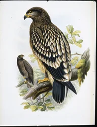 Águila moteada (Aquila Naevia)